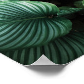 Groene bladeren met witte strepen plant poster (Hoek)