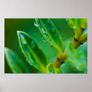 Groene bladeren na de regen Poster