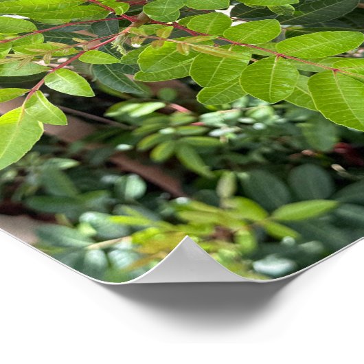 Groene bladeren - Natuur Close-up A3 Print (Hoek)