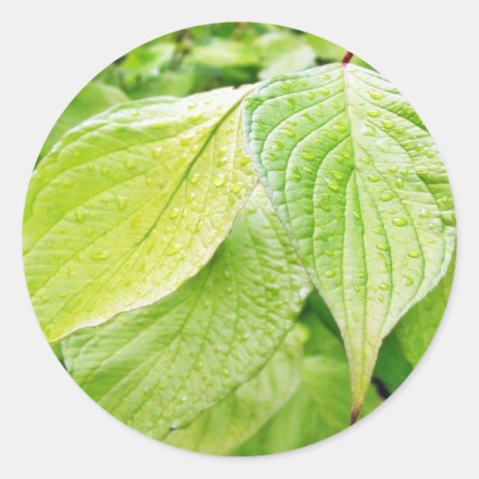 Groene bladeren op boom ronde sticker (Voorkant)