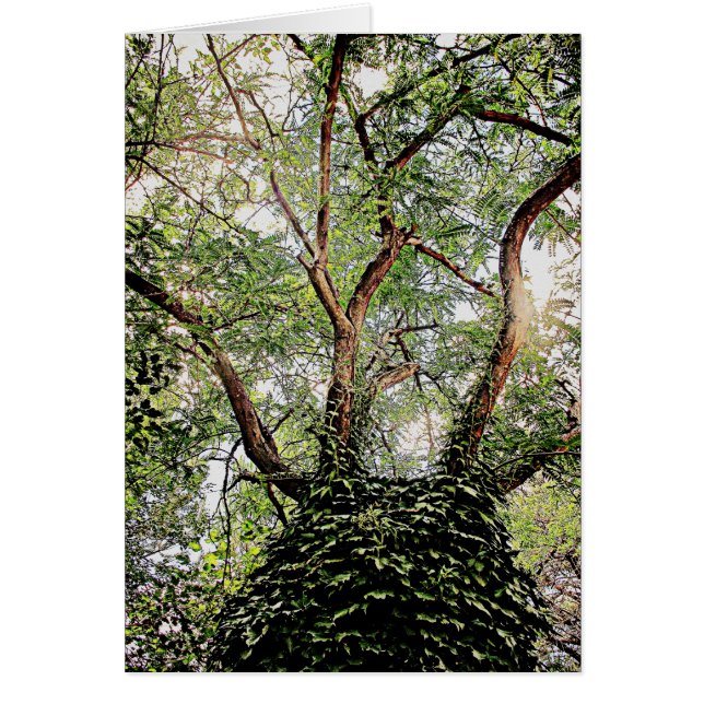 Groene bladeren overal (Voorkant)