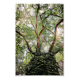 Groene bladeren overal foto afdruk