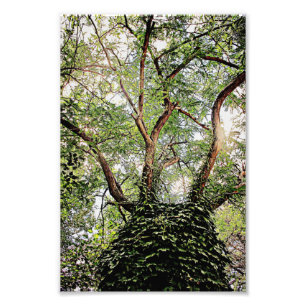 Groene bladeren overal foto afdruk