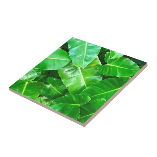 Groene bladeren Palmblad tropisch gebladerte oerwo Tegeltje (Zijkant)