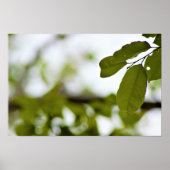 Groene Bladeren Poster (Voorkant)
