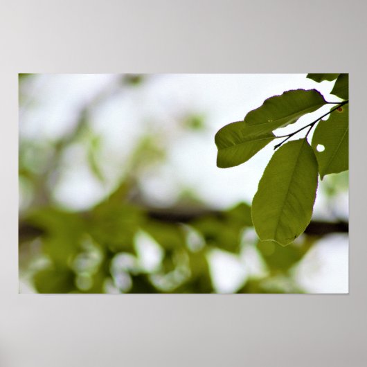 Groene Bladeren Poster (Voorkant)