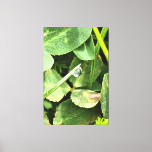 Groene Bladeren Roemenië - Botanische Blad-Kunst a Canvas Afdruk