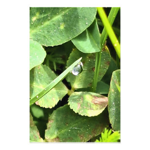 Groene Bladeren Roemenië - Botanische Blad-Kunst a Foto Afdruk