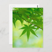 Groene bladeren van Japanse aple Briefkaart (Voorkant / Achterkant)
