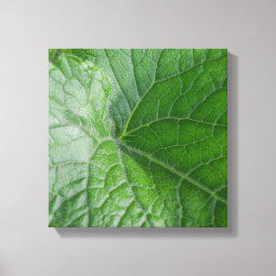 Groene bladnerfdetail canvas afdruk