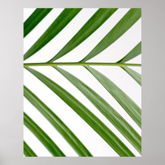 Groene bladplant overdag poster (Voorkant)