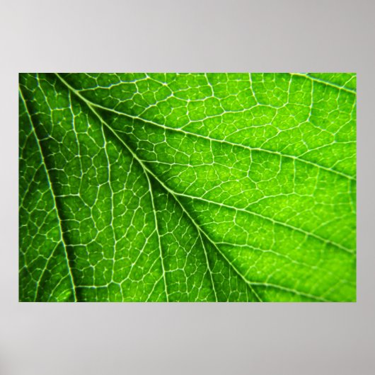 Groene bladtextuur poster (Voorkant)