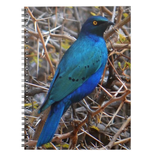 Groene blauwe haarstaarvogel notitieboek (Voorkant)