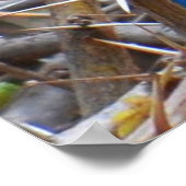 Groene blauwe haarstaarvogel poster (Hoek)