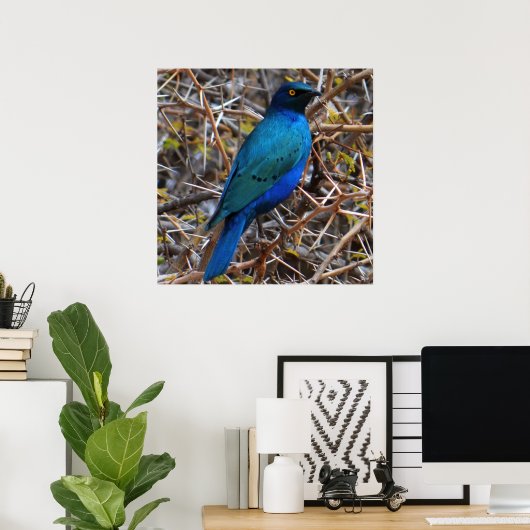 Groene blauwe haarstaarvogel poster (Thuiskantoor)