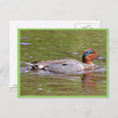 Groene Blauwgroen man Briefkaart (Voorkant / Achterkant)