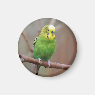 groene boedgie-foto magneet