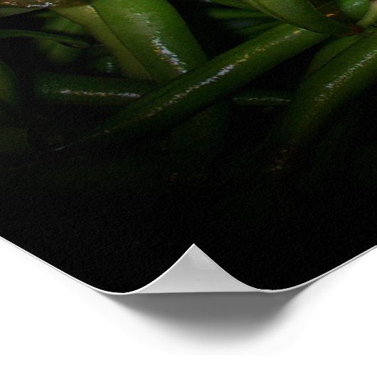 Groene Bonen in Spotlight Print (Hoek)