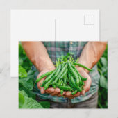 Groene bonen oogst in de handen van de boer feestdagenkaart (Voorkant / Achterkant)