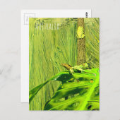 Groene boom Australische kikker Briefkaart (Voorkant / Achterkant)