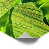 Groene boom Australische kikker Poster (Hoek)