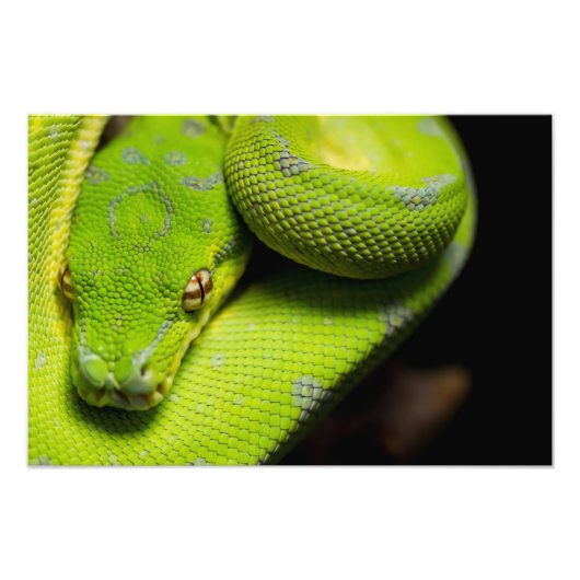 Groene boom, Python, Galaxy Foto Afdruk (Voorkant)