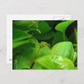 groene boom python slang briefkaart (Voorkant / Achterkant)