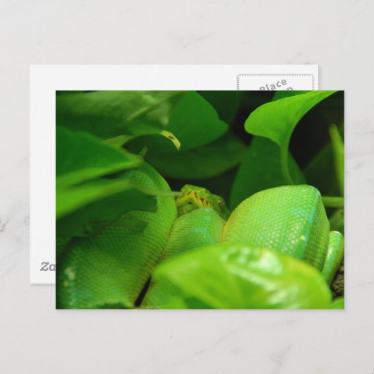 groene boom python slang briefkaart (Voorkant / Achterkant)