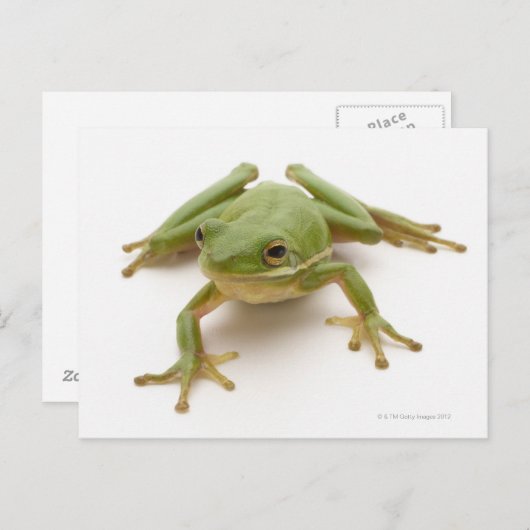 Groene boomkikker briefkaart (Voorkant / Achterkant)