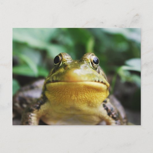Groene Boomkikker Close-Up Briefkaart (Voorkant)