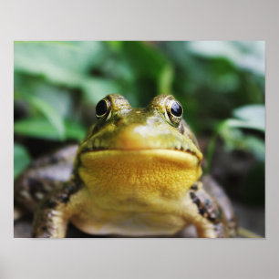 Groene Boomkikker Close-Up Poster