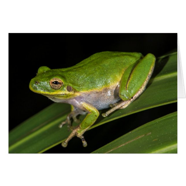 Groene Boomkikker (Hyla cinerea) 2 (Voorkant Horizontaal)