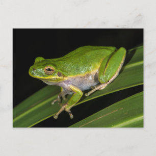 Groene Boomkikker (Hyla cinerea) 2 Briefkaart