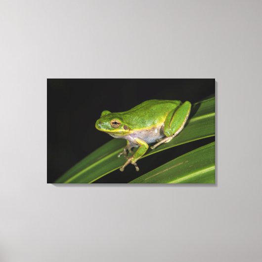 Groene Boomkikker (Hyla cinerea) 2 Canvas Afdruk (Voorkant)