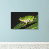 Groene Boomkikker (Hyla cinerea) 2 Canvas Afdruk (Insitu (Houten vloer))
