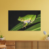 Groene Boomkikker (Hyla cinerea) 2 Canvas Afdruk (Insitu (Woonkamer))