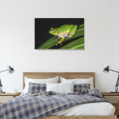 Groene Boomkikker (Hyla cinerea) 2 Canvas Afdruk (Insitu (Slaapkamer))