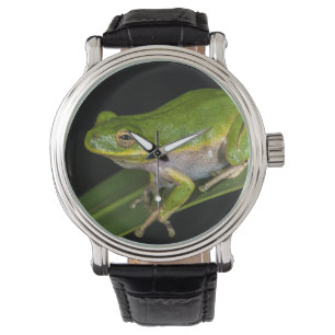 Groene Boomkikker (Hyla cinerea) 2 Horloge