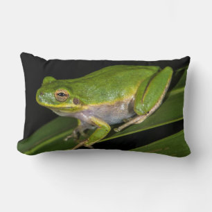 Groene Boomkikker (Hyla cinerea) 2 Kussen