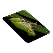 Groene Boomkikker (Hyla cinerea) 2 Magneet (Rechterzijde)