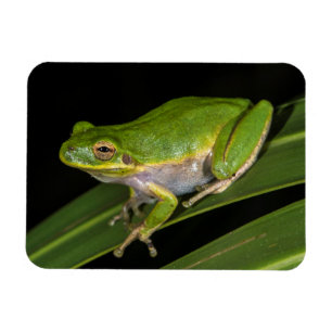 Groene Boomkikker (Hyla cinerea) 2 Magneet