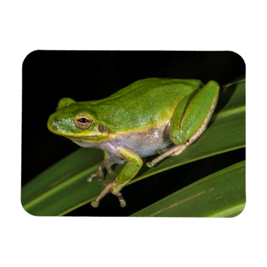 Groene Boomkikker (Hyla cinerea) 2 Magneet (Horizontaal)