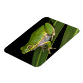 Groene Boomkikker (Hyla cinerea) 2 Magneet (Linkerzijde)