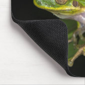 Groene Boomkikker (Hyla cinerea) 2 Muismat (Hoek)