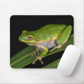 Groene Boomkikker (Hyla cinerea) 2 Muismat (Met muis)