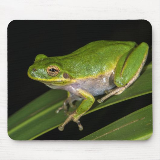 Groene Boomkikker (Hyla cinerea) 2 Muismat (Voorkant)