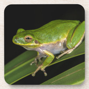 Groene Boomkikker (Hyla cinerea) 2 Onderzetter