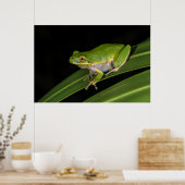 Groene Boomkikker (Hyla cinerea) 2 Poster (Keuken)
