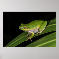 Groene Boomkikker (Hyla cinerea) 2