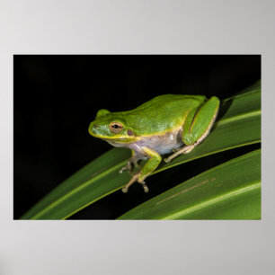 Groene Boomkikker (Hyla cinerea) 2 Poster